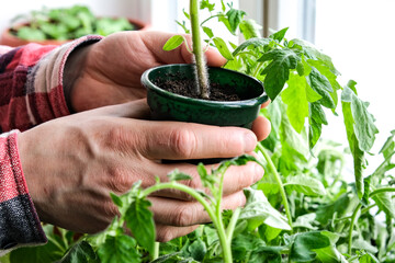 Early seedlings grown from seeds at home on the windowsill. seedlings in peat pots.Sowing of young...