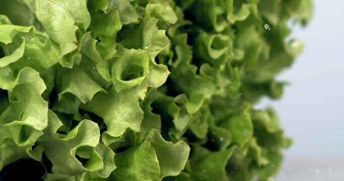 SUPER SLOW MOTION fresh green lettuce falling on a talbe, water splashes against blue background. Shot with high speed camera, 720 FPS