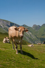 Fototapeta na wymiar Une vache marron dans les montagnes des Pyrénées durant l'été.