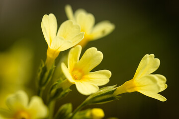 Fototapeta na wymiar Blüten der Hohen schlüsselblume (primula elatior)