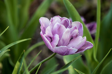purple tulip flower
