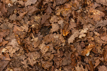 Decompositioning brown oak leaves on the ground.