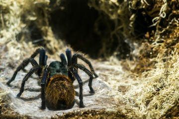 spider on the ground