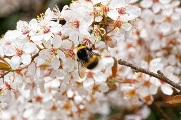 bee on a flower