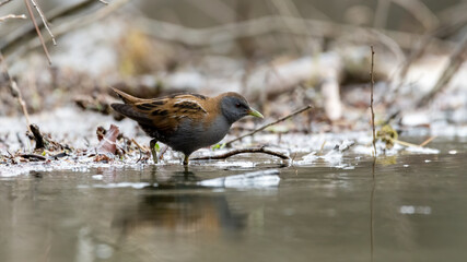 bird, natur, wild lebende tiere, wild, tier, wasser, spatz, schnepfenvögel