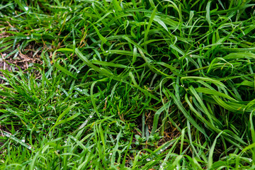 green grass background