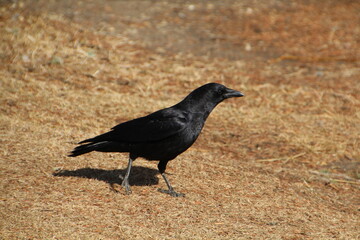 Crow On The Ground, William Hawrelak Park, Edmonton, Alberta