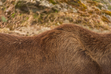Back fur of an elk.