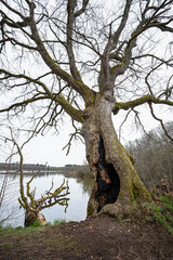 Ein alter unheimlicher Baum an einem See