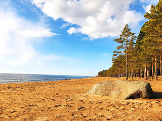 Sandy beach with pine forest on the shores of the Gulf of Finland, Baltic Sea. Blue sky, white clouds, pine trees and boulder - stone.