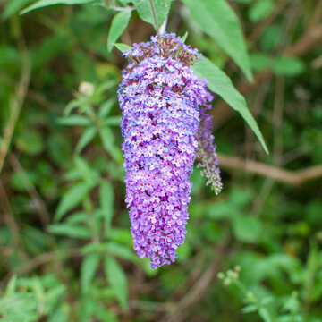hampes de lilas sauvage mauve dans une foret de France