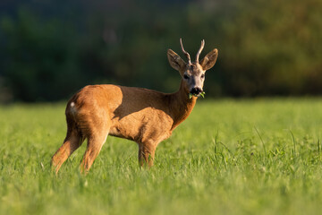 Naklejka na ściany i meble Roe deer chewing on green field in summer sunlight