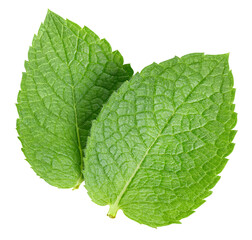 Mint leaves with Clipping Path isolated on a white background. Leaf mint