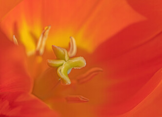 Close up image of a beautiful red and orange tulip in spring. - 427080861