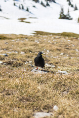 Chocard à bec jaune (Pyrrhocorax graculus) au Pic Saint-Michel dans le massif du Vercors (Isère, France)