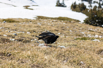 Chocard à bec jaune (Pyrrhocorax graculus) au Pic Saint-Michel dans le massif du Vercors (Isère, France)