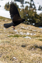 Chocard à bec jaune (Pyrrhocorax graculus) au Pic Saint-Michel dans le massif du Vercors (Isère, France)