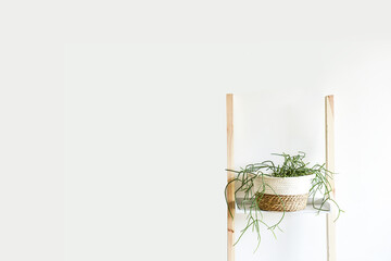 Minimalist home decor, decorative plant, interior background