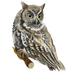 owl on a branch watercolor illustration 