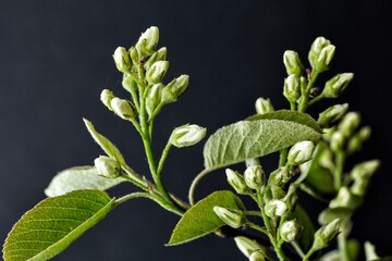 Spring cherry blossom on a dark background with white flowers. Macro