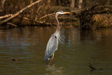 great blue heron in the water