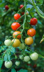 Natural ripe red and young green tomatoes growing on tomatoes plant branch