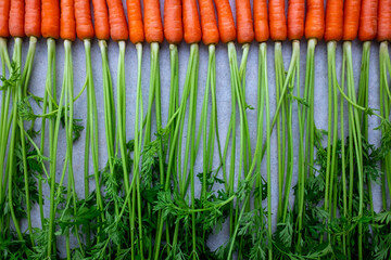 Row of fresh carrots with green leaves. Healthy organic vegetables in a line on gray background....