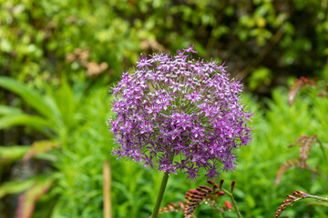 Purple bulbs of Allium  alliaceae.
Close-up of Allium flowers in bloom during the summer