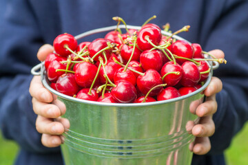 A boy is holding metal bucket with freshly picked cherries. A child is holding a bucket with juicy ripe cherries