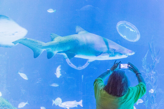 Haifisch im Aquarium wird fotografiert