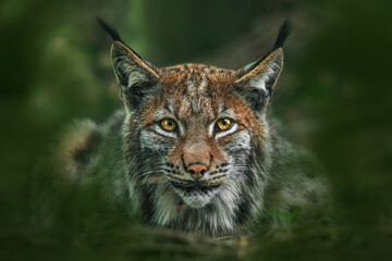 Naklejka na ściany i meble The Eurasian Lynx (Lynx lynx), Close-up portrait