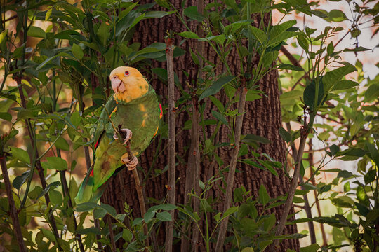 Perico en las ramas de un &aacute;rbol