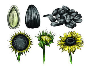 Colorful watercolor Hand drawn sketch set of sunflower and sunflower seeds on a white background. Peeld seed. Handfull of sunflower seeds.	
