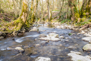 stream in the forest