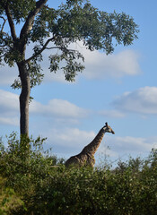 giraffe in the wild Kruger