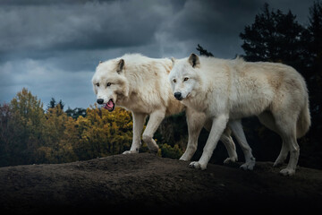 Two Arctic wolfs (Canis lupus arctos), Brothers on a muddy hill