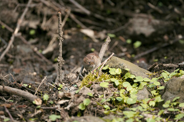 red fallow deer in full nature