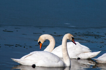 beautiful swans on the winter lake