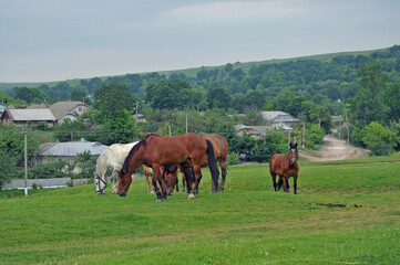 Fototapeta na wymiar Horses graze on a meadow in the middle of the village