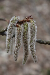 kwitnące pędy topoli © drlmk