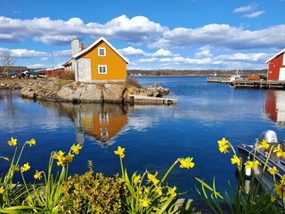 yellow flowers against the background of blue sky and water - Nevlunghavn
