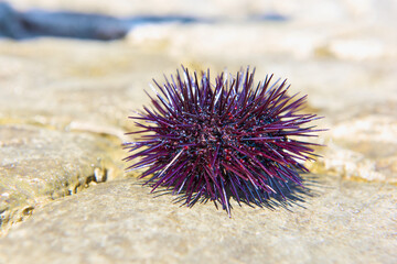 The spiny Mediterranean sea urchin lies on the coastal rocks, set against the backdrop of emerald water.