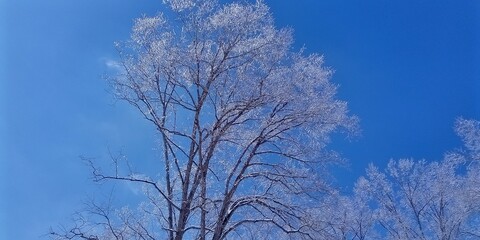 trees in the snow