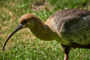 Close-up view of a buff-necked ibis on a green grass, Patagonia, Argentina