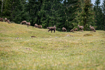 Group of chamois eating grasses. Rupicapra rupicapra in natural environment in Switzerland.