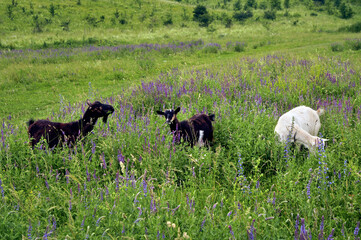Goats grazing in the meadow.