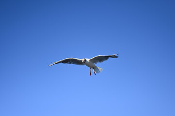 Flying seagull in the sky at Boltenhagen, Baltic sea