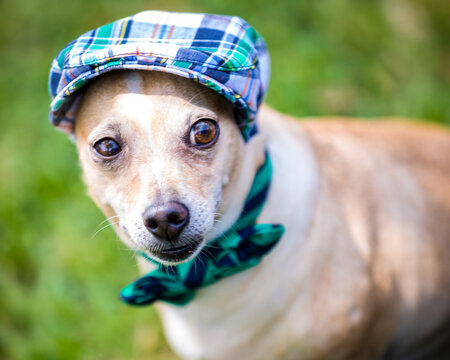 Portrait of Puppy wearing Plaid Hat and Bow Tie