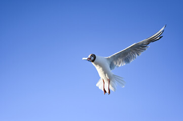 Flying seagull in the sky at Boltenhagen, Baltic sea