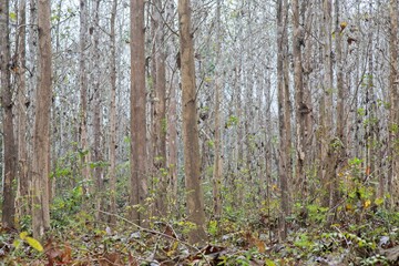 Background pattern of trees in forest forming natural lines and patterns Luang Prabang, Laos.